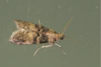 Euzophera pinguis