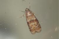 Phycita roborella