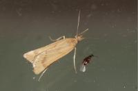 Synaphe punctalis