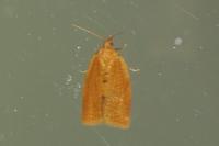 Clepsis consimilana