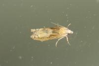 Eucosma