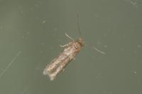 Blastobasis