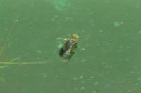 Stigmella