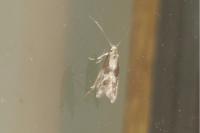 Blastodacna hellerella