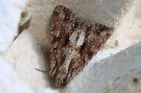 Apamea monoglypha