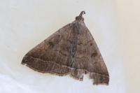 Zanclognatha lunalis