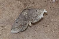 Zanclognatha lunalis