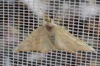 Ennomos quercinaria