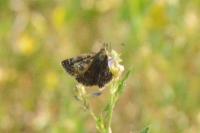 Erynnis tages