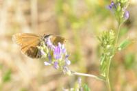 Erynnis tages