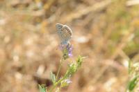 Polyommatus icarus