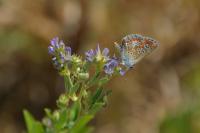 Aricia agestis