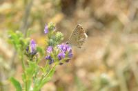 Aricia agestis
