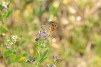 Lycaena phlaeas