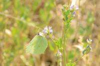 Gonepteryx rhamni
