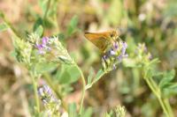 Thymelicus sylvestris