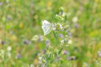 Pieris rapae