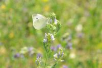 Pieris rapae