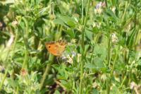 Pyronia tithonus
