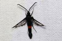 Synanthedon myopaeformis