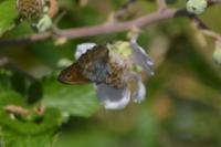 Maniola jurtina