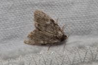 Meganola strigula