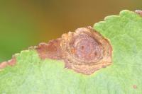 Leucoptera malifoliella