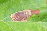 Leucoptera malifoliella