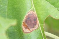 Leucoptera malifoliella