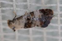 Cochylis hybridella