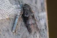 Blastobasis glandulella