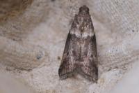 Acrobasis consociella