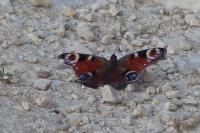 Aglais io