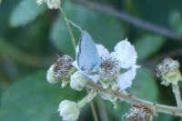 Celastrina argiolus