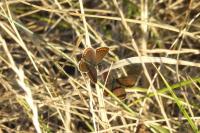 Aricia agestis