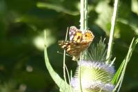 Vanessa cardui