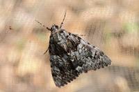 Catocala promissa
