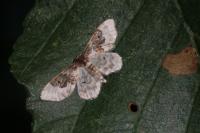 Idaea rusticata