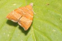 Choreutis nemorana