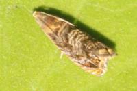 Grapholita janthinana