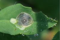 Leucoptera lotella
