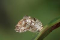 Coleophora kuehnella