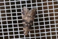 Euzophera pinguis
