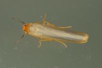 Manulea complana