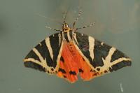 Euplagia quadripunctaria