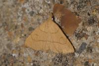 Paracolax tristalis