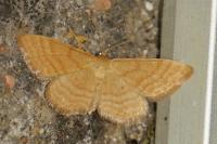 Idaea ochrata