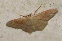 Idaea rubraria