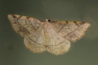 Stegania trimaculata