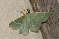 Thalera fimbrialis